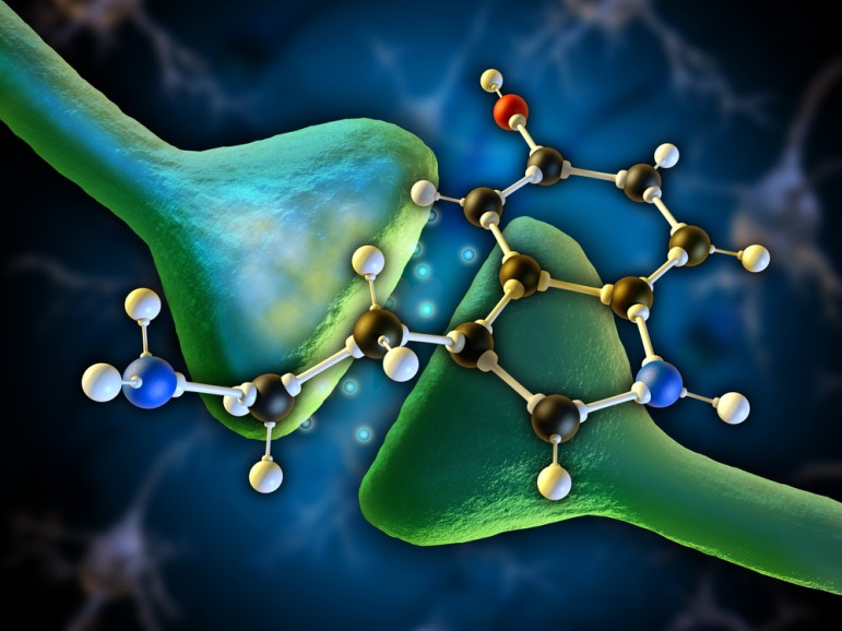 Serotonin – The Brain Gut Connection