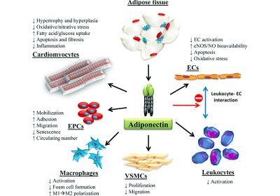 Adiponectin – Secret Weight Loss Weapon