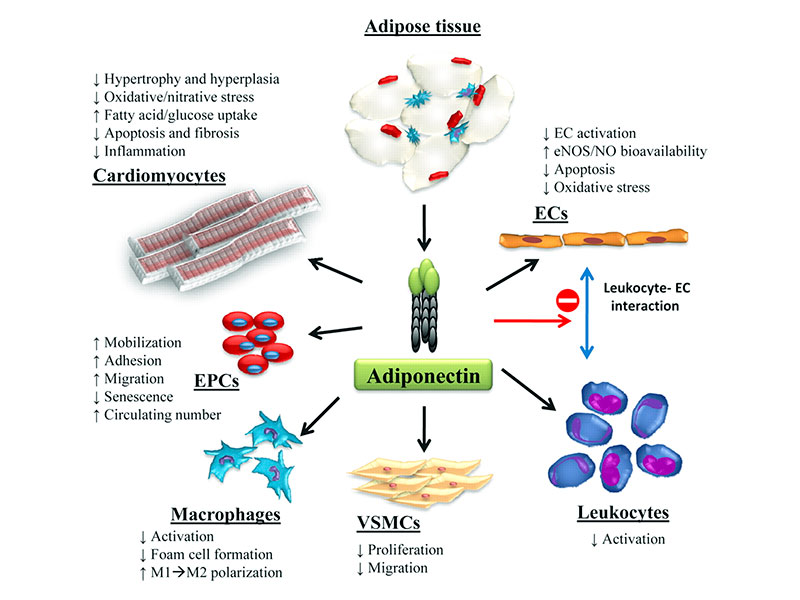 Adiponectin – Secret Weight Loss Weapon